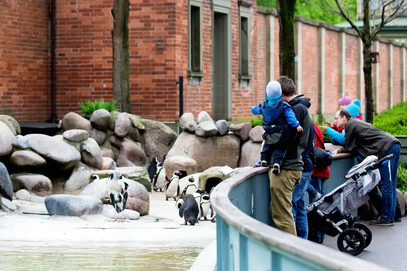 Nuremberg Zoo penguins