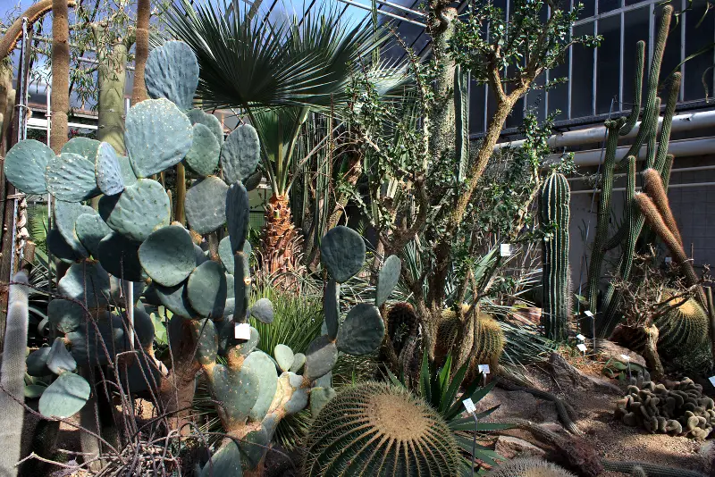 Cactuses at the Botanischer Garten der Universität (University Botanical Garden)