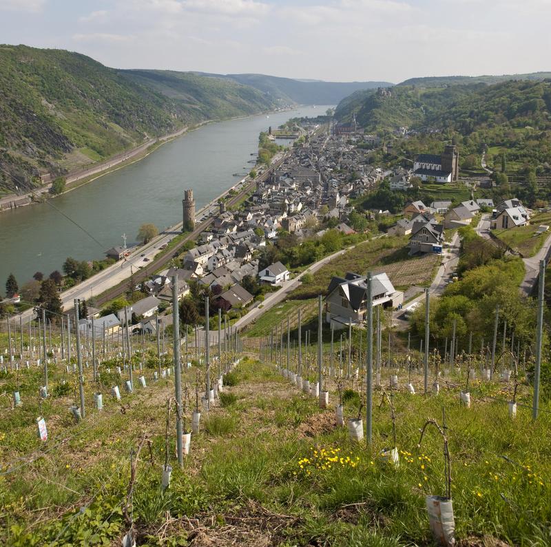 Weingut Winfried Persch (Winery)