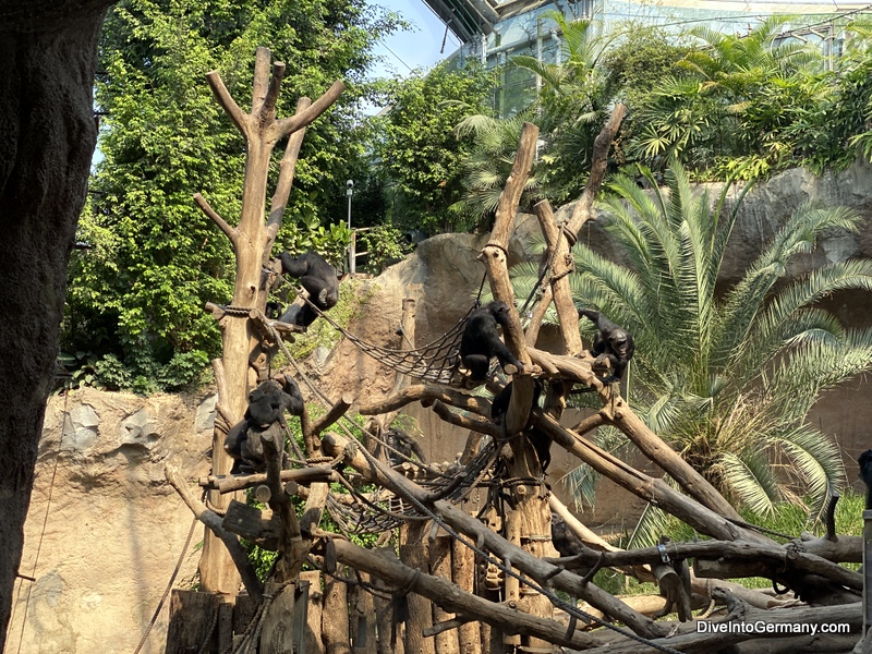 The awesome chimpanzees at Leipzig Zoo