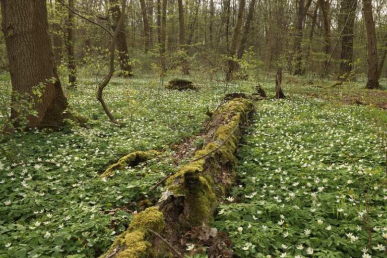 Most Beautiful, Amazing And Incredible National Parks In Germany That ...